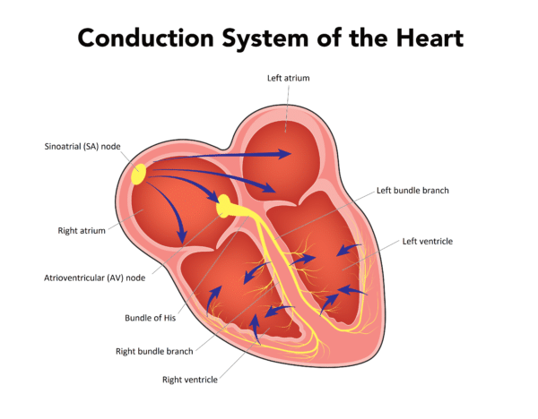Topic - The Conduction System | Arrhythmia Interpretation Certification ...