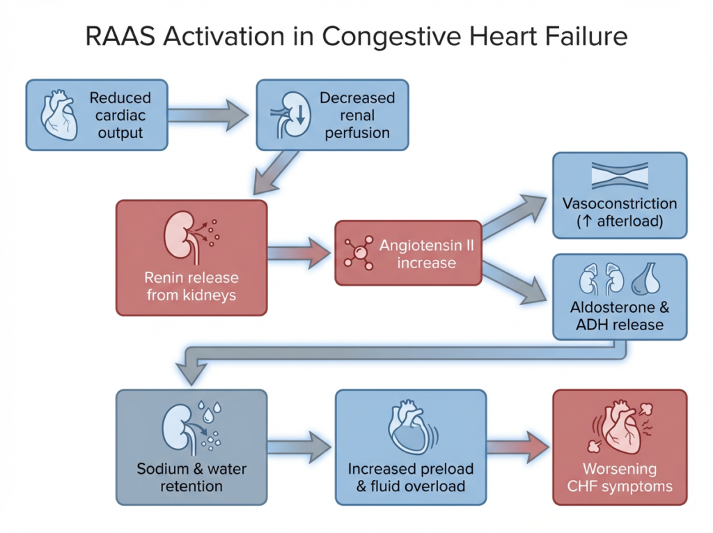 Flowchart showing RAAS activation in congestive heart failure leading from reduced cardiac output to fluid overload and worsening symptoms.