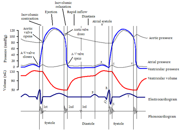 Topic The Cardiac Cycle Arrhythmia Course ACLS Certification Topic The Cardiac Cycle Arrhythmia Course ACLS Certification