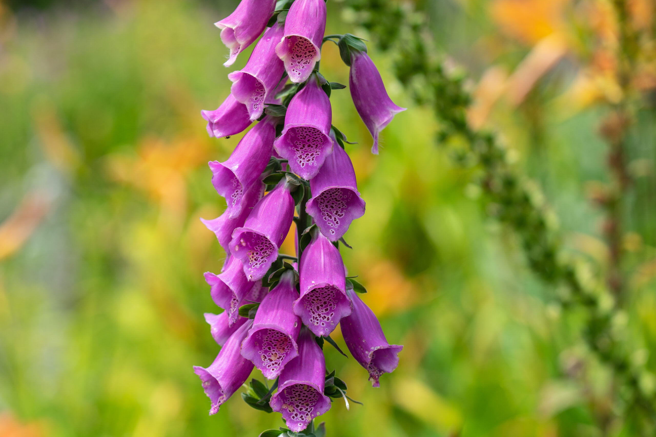 The foxglove plant - digoxin increases the force of contraction of the heart.