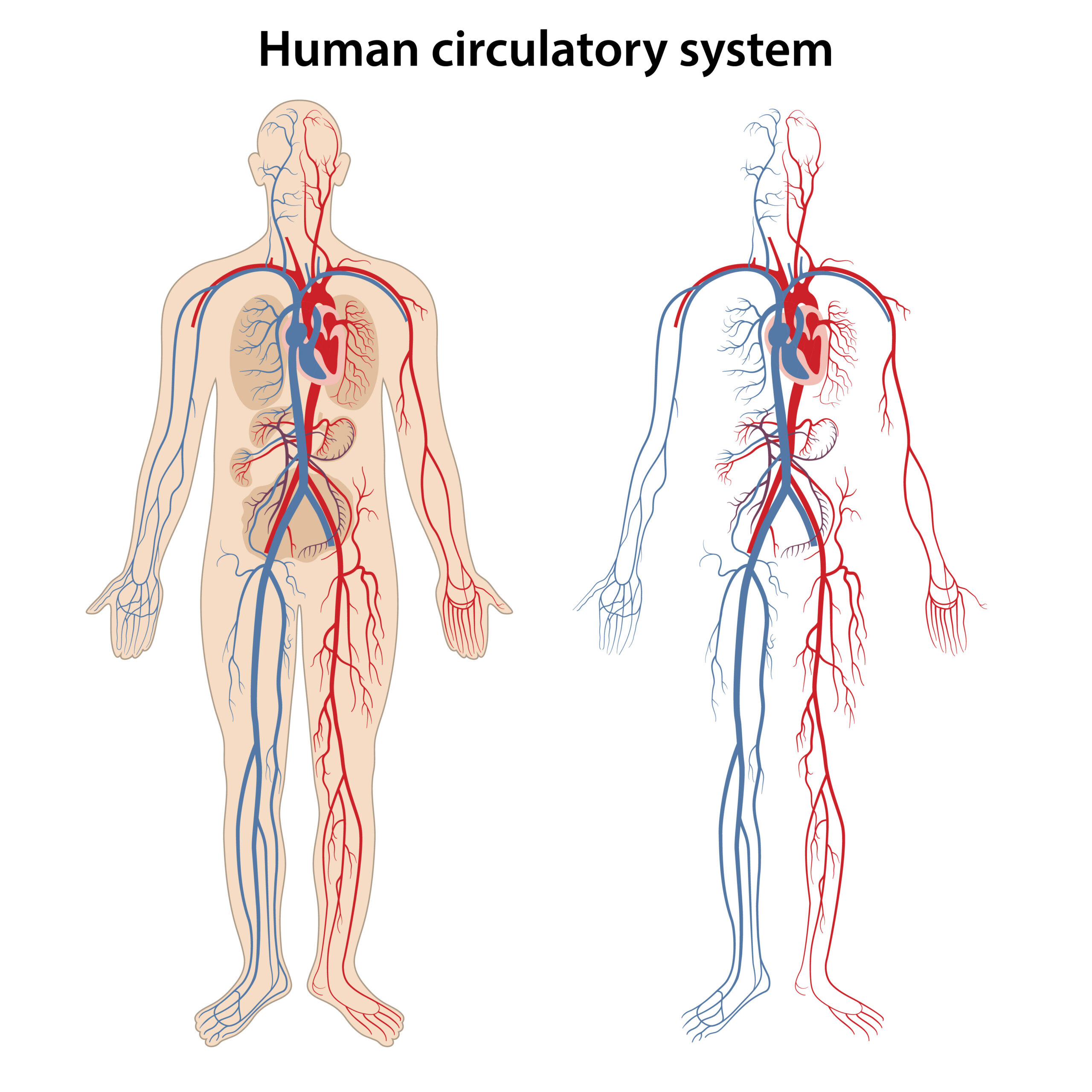 Human circulatory system diagram.