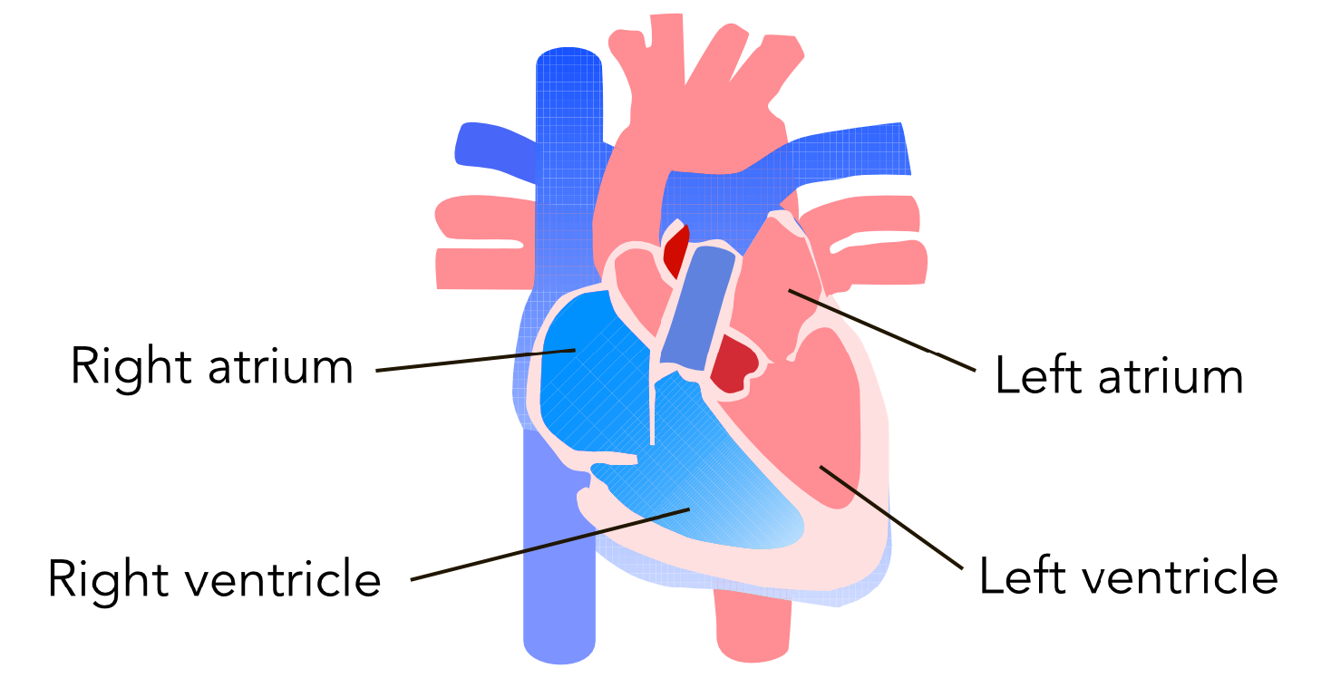 Diagram showing the chambers of the heart.