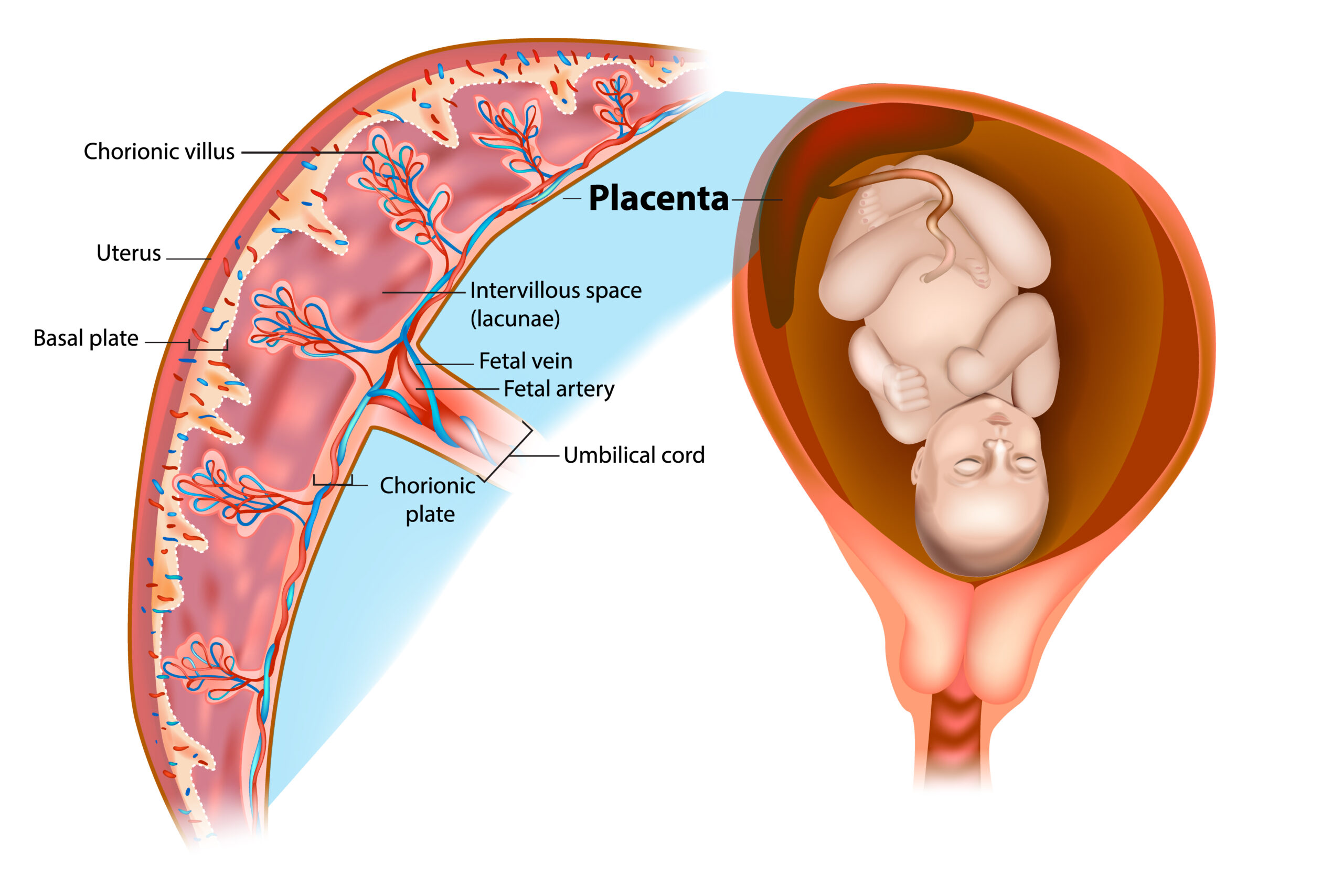 Placental blood circulation.